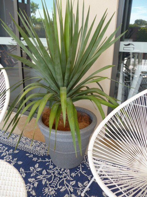 Indoor Plant Hire