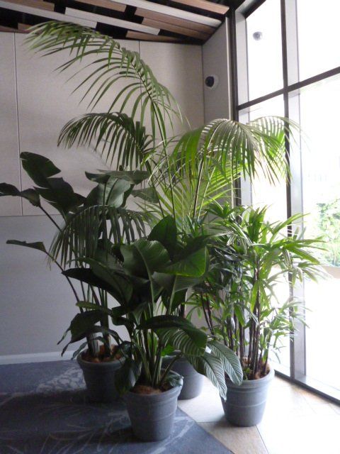 Indoor Plant Hire