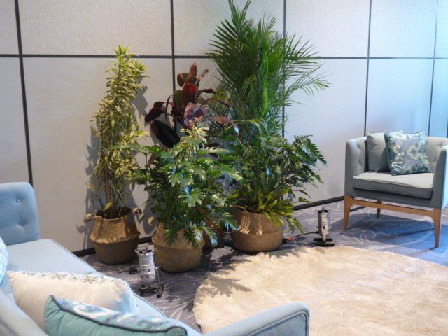 Indoor Plant Hire