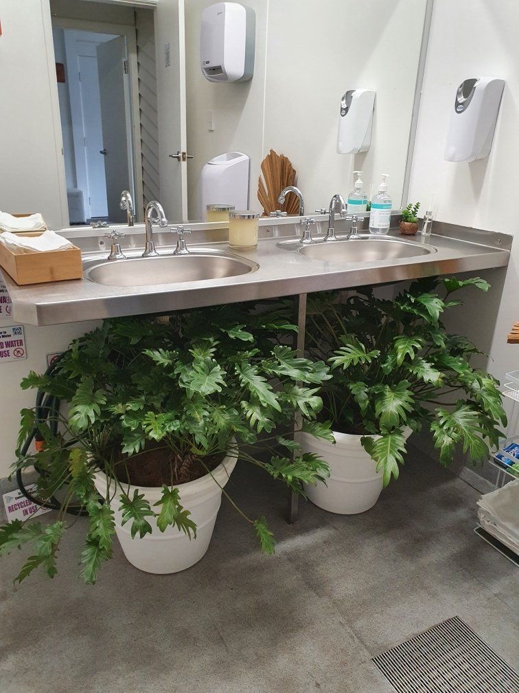 Indoor Plants